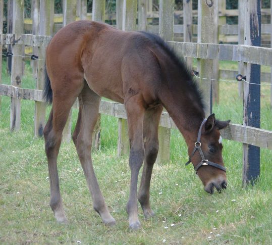 2021 filly by Kingman